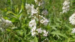 Meadowsweet