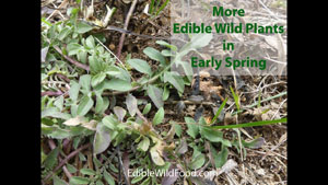 More Edible Wild Plants in Early Spring