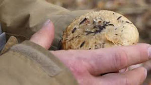 Mushroom Identification Walk