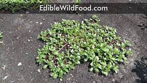 Purslane Identification