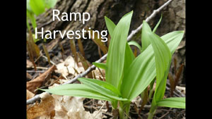 Ramp Harvesting - Wild Leeks