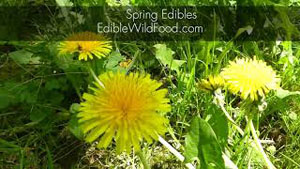 Spring Wild Edibles