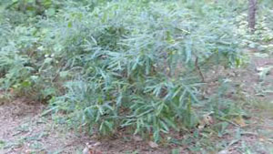 Sweetfern Identification