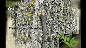 Tree Identification Part 1