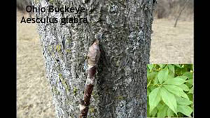 Tree Identification Part 2