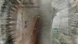 Tree Identification Part 3
