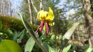 Trout Lily Identification