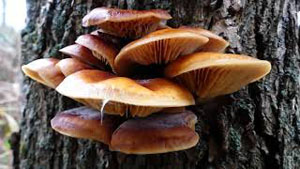 Velvet Shank Mushroom Identification