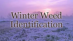 Winter Weed Identification