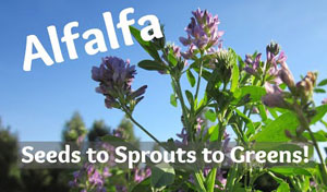 Alfalfa: Seeds to Sprouts to Greens!
