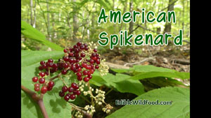 American Spikenard, A Lesser Known Wild Edible