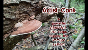 Artist Conk Fungi: Identification, Making Tea and Tincture