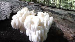 Bear's Head Tooth - Hericium americanum