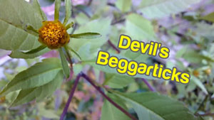 Beggarticks, aka Devil's Beggarticks