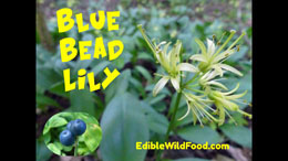 Blue Bead Lily: A Forest Floor Wild Edible