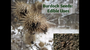 Burdock Seed Preparation and Uses