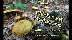 Chicken Fat Mushroom Identification