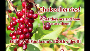 Chokecherries: ID, Preservation and Recipes