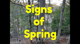 Chorus Frogs and Wild Edible Plants - Signs of Spring