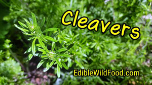 Cleavers Identification | An Edible, Medicinal Plant