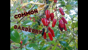 Common Barberry: An Edible Wild Berry