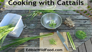 Cooking with Cattails