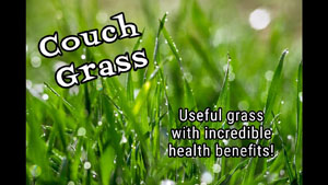Couch Grass: Edible with Health Benefits