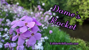 Dames Rocket: Edible and Good for Our Health