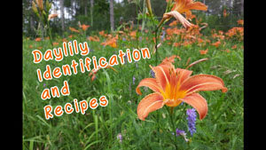 Daylily Identification and Recipes