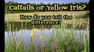 Differences Between Cattails and Irises