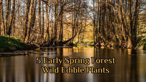 5 Early Spring Forest Edible Wild Plants