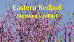 Eastern Redbud Tree: Edible and Stunning