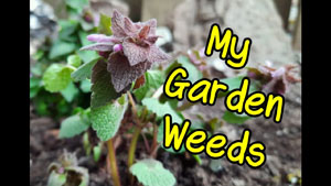 Edible Weeds in My Garden