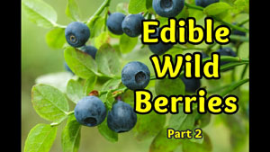 Edible Wild Berries: Part 2