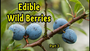Edible Wild Berries: Part 3