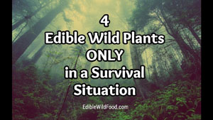 4 Edible Wild Survival Plants