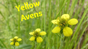 Edible Yellow Avens Identification