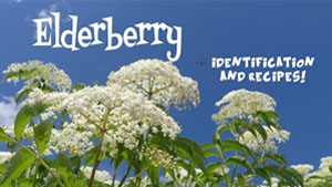 Elderberry Identification and Recipes