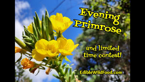Evening Primrose ID and Contest