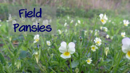 Field Pansy Identification