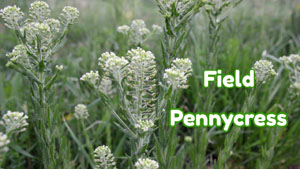 Field Pennycress Is Edible, Wild Food