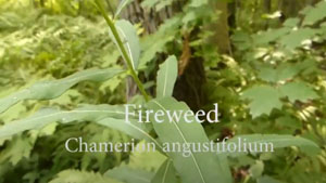 Fireweed Identification