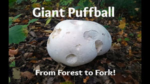Giant Puffballs: From Forest to Fork