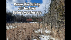 Foraging Safely: Know Your Area