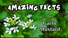 Amazing Facts about Garlic Mustard