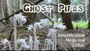 Ghost Pipes: Identification, Edibility and Health Benefits