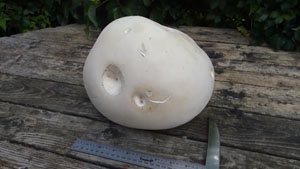 Giant Puffball Mushroom Identification