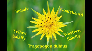 Goatsbeard: A Great Wild Edible