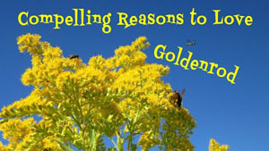 Goldenrod: An Edible Wild Plant With 30 Reasons to Love It