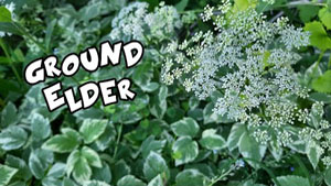 Ground Elder - Goutweed - Bishop's Weed